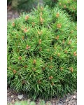 Сосна гiрська Кобольд | Сосна горная Кобольд | Pinus mugo Kobold